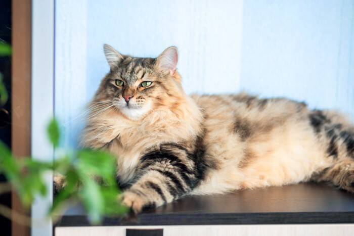 猫の命を救う『供血猫』とは？献血の仕組みや必要な条件を解説