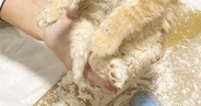 『粉まみれになった保護子猫』→顔を見ると……とんでもなく尊い『情けない表情』に５万いいね「100点満点」「ふにゃふにゃｗ」現在の様子も