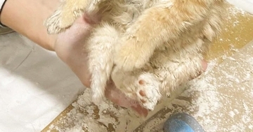 『粉まみれになった保護子猫』→顔を見ると……とんでもなく尊い『情けない表情』に５万いいね「100点満点」「ふにゃふにゃｗ」現在の様子も