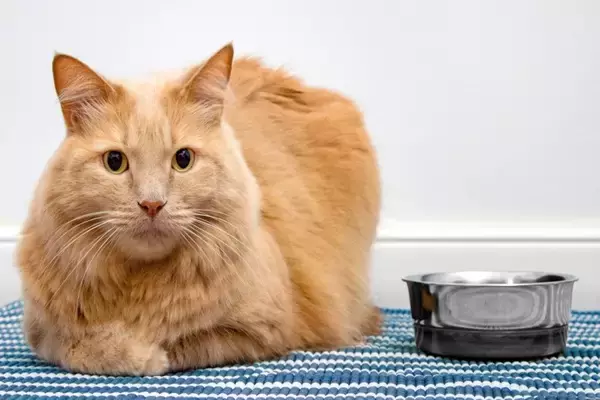 猫が『食べムラ』を起こすときの原因5つ　フードに飽きているの？困ったら試したい改善のヒントも