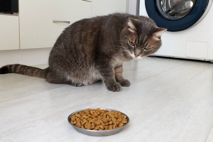 猫が『食べムラ』を起こすときの原因5つ　フードに飽きているの？困ったら試したい改善のヒントも