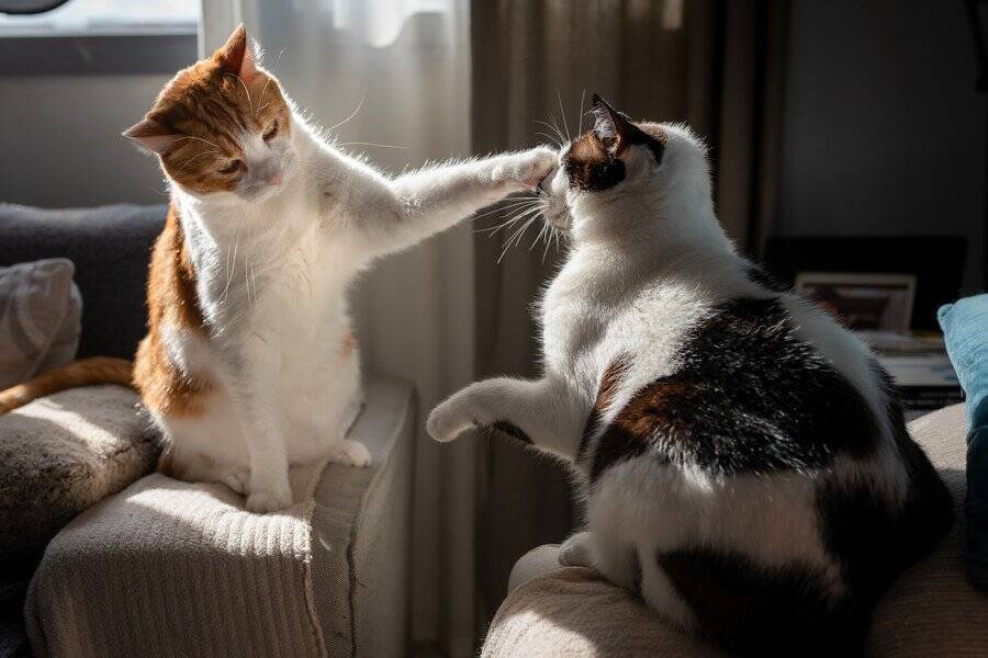 3本足の野良猫が保護され、やがて手にした「家族」と「友達」　米国