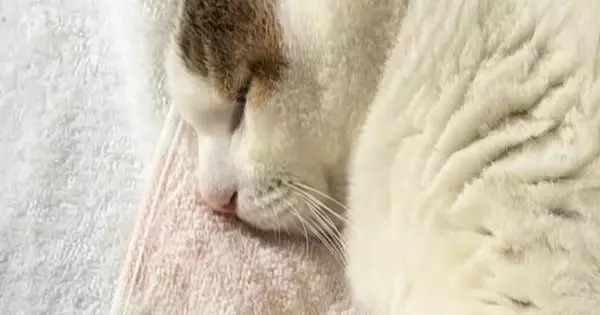 気持ちよさそうに眠る猫を見たら、ボディが…もはや猫に見えない『まさかのシルエット』が話題に「枕みたいで笑ったｗ」「はんぺんかな」
