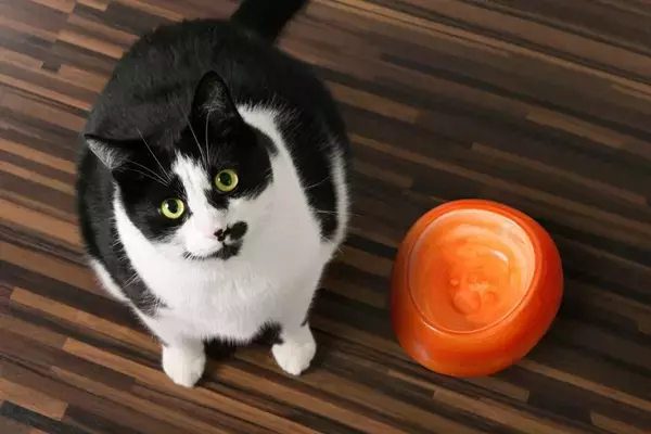 猫が『過食』になってしまう原因5つ　なぜ食べすぎるの？改善策も解説