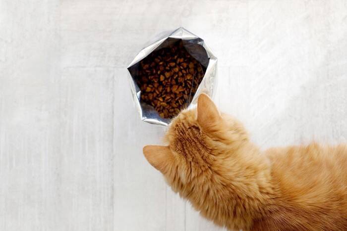 猫が『過食』になってしまう原因5つ　なぜ食べすぎるの？改善策も解説