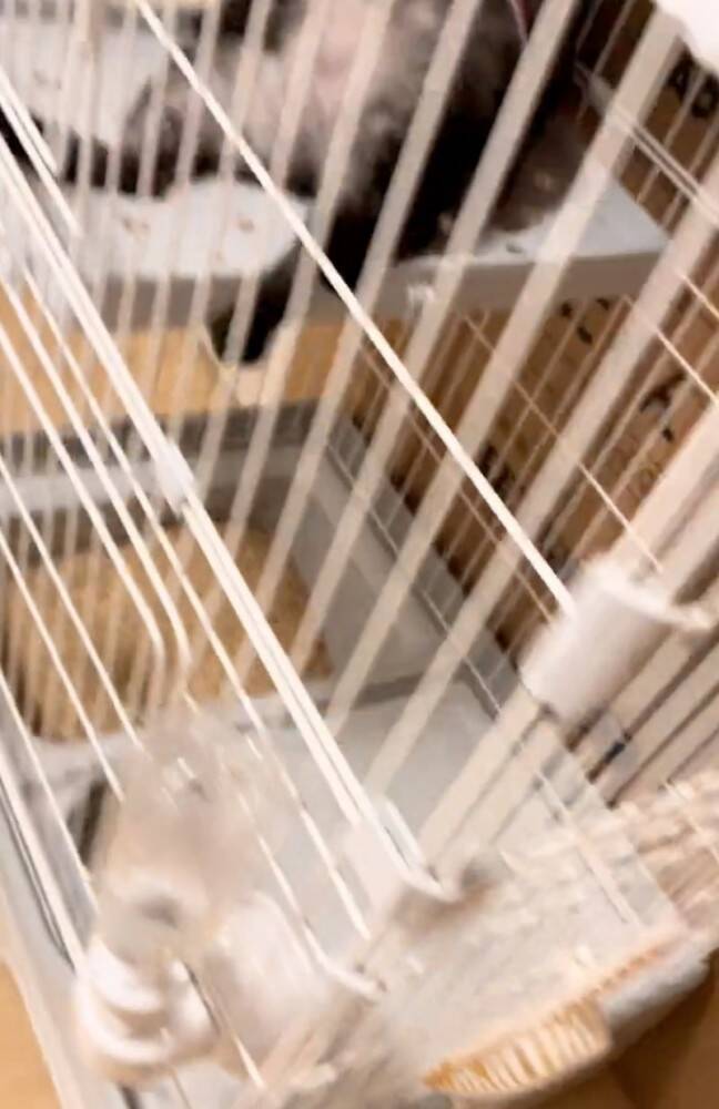 イタズラした猫をケージのなかで留守番させた結果…想像もしていなかった『衝撃のお迎え姿』が219万再生「猫やめすぎｗ」「ふれくされ感ｗ」