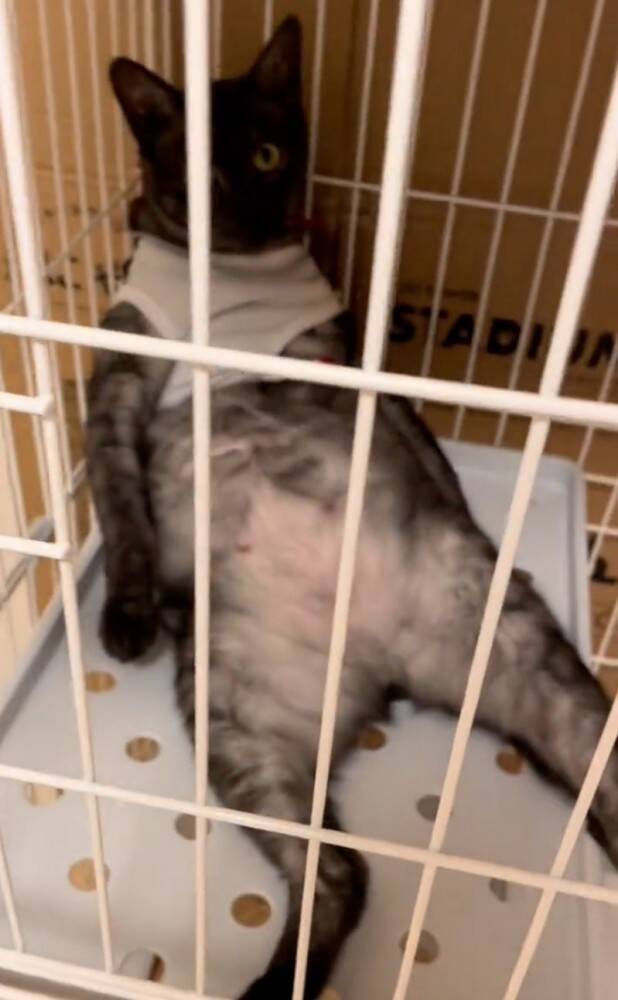 イタズラした猫をケージのなかで留守番させた結果…想像もしていなかった『衝撃のお迎え姿』が219万再生「猫やめすぎｗ」「ふれくされ感ｗ」