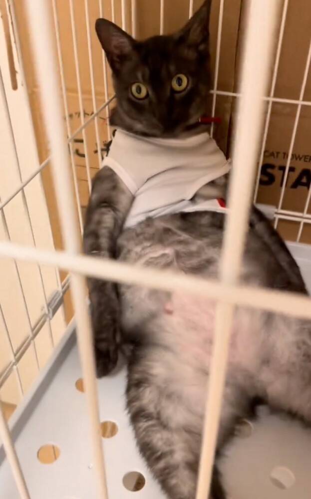 イタズラした猫をケージのなかで留守番させた結果…想像もしていなかった『衝撃のお迎え姿』が219万再生「猫やめすぎｗ」「ふれくされ感ｗ」
