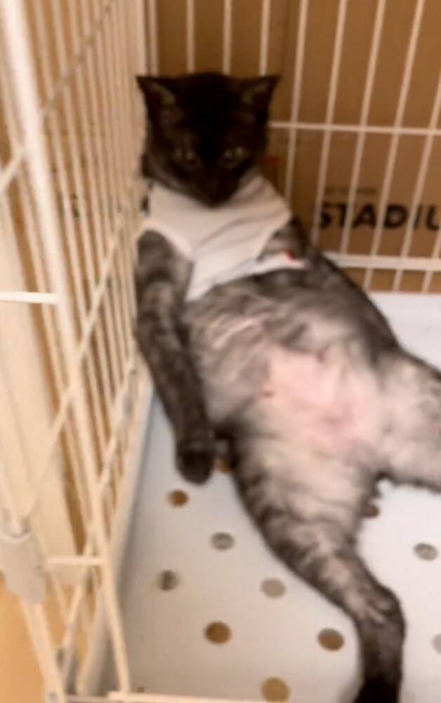 イタズラした猫をケージのなかで留守番させた結果…想像もしていなかった『衝撃のお迎え姿』が219万再生「猫やめすぎｗ」「ふれくされ感ｗ」