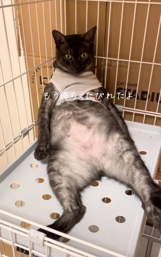 イタズラした猫をケージのなかで留守番させた結果…想像もしていなかった『衝撃のお迎え姿』が219万再生「猫やめすぎｗ」「ふれくされ感ｗ」