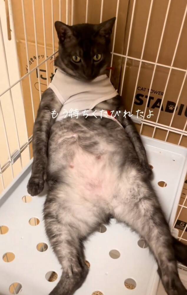 イタズラした猫をケージのなかで留守番させた結果…想像もしていなかった『衝撃のお迎え姿』が219万再生「猫やめすぎｗ」「ふれくされ感ｗ」