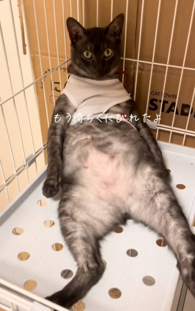 イタズラした猫をケージのなかで留守番させた結果…想像もしていなかった『衝撃のお迎え姿』が219万再生「猫やめすぎｗ」「ふれくされ感ｗ」