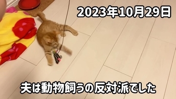『ネコ反対派の夫』に一生のお願いをして子猫を迎えたら、1年後……『まさかの姿』が15万再生「落ちていくｗ」「簡単には抜け出せない」
