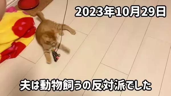 『ネコ反対派の夫』に一生のお願いをして子猫を迎えたら、1年後……『まさかの姿』が15万再生「落ちていくｗ」「簡単には抜け出せない」