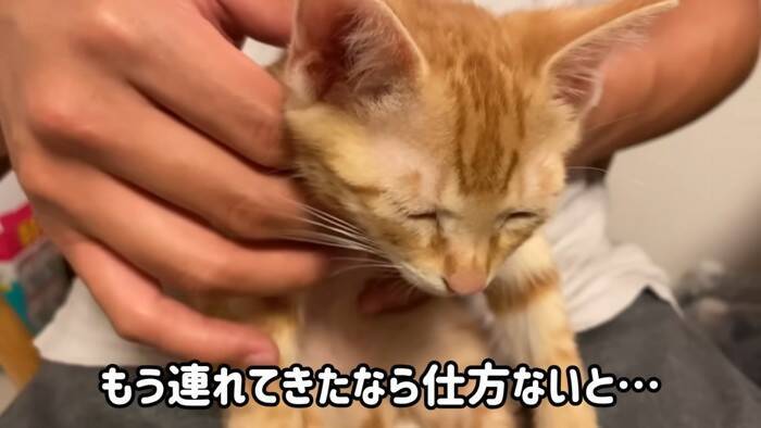 『ネコ反対派の夫』に一生のお願いをして子猫を迎えたら、1年後……『まさかの姿』が15万再生「落ちていくｗ」「簡単には抜け出せない」