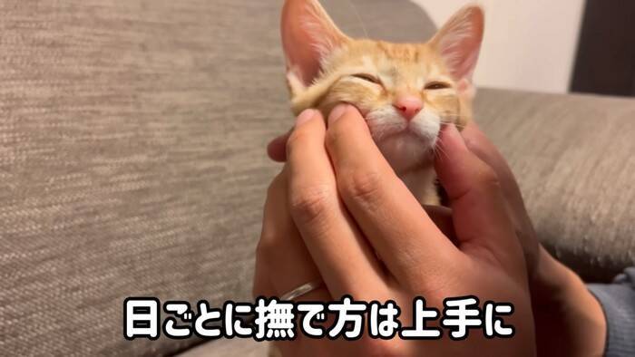 『ネコ反対派の夫』に一生のお願いをして子猫を迎えたら、1年後……『まさかの姿』が15万再生「落ちていくｗ」「簡単には抜け出せない」