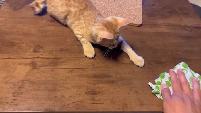 『ネコ反対派の夫』に一生のお願いをして子猫を迎えたら、1年後……『まさかの姿』が15万再生「落ちていくｗ」「簡単には抜け出せない」