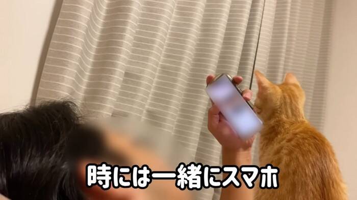 『ネコ反対派の夫』に一生のお願いをして子猫を迎えたら、1年後……『まさかの姿』が15万再生「落ちていくｗ」「簡単には抜け出せない」