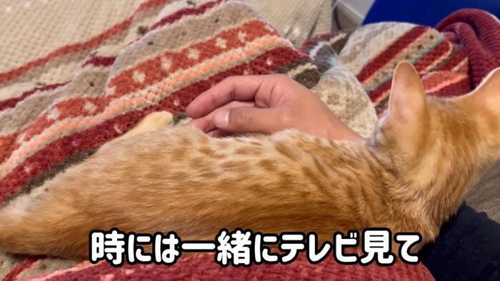 『ネコ反対派の夫』に一生のお願いをして子猫を迎えたら、1年後……『まさかの姿』が15万再生「落ちていくｗ」「簡単には抜け出せない」