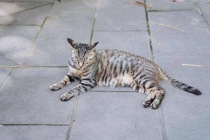 『アジア原産の猫種』7選！オリエンタルな雰囲気の個性的な猫たちの特徴や魅力をご紹介