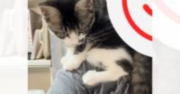 ママが料理をしていると、『甘えん坊な子猫』が鳴いてきて…微笑ましすぎる光景が６万再生「なんて優しいお母さんｗ」「めっちゃ可愛いｗ」