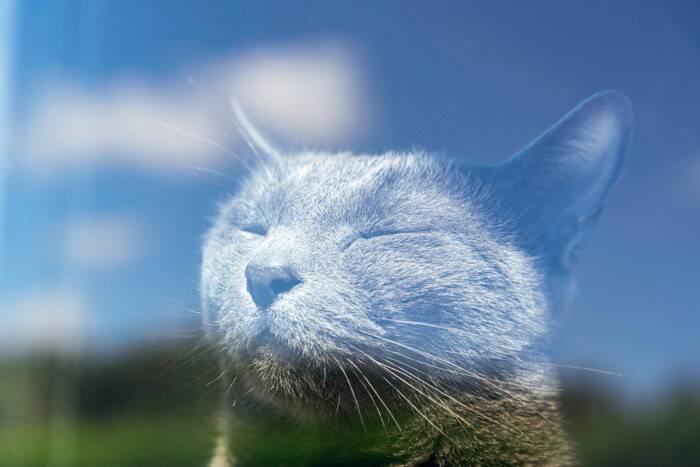 猫にとって『日向ぼっこ』が欠かせない理由3つ　心身にもたらす良い影響や注意すべきポイントも解説