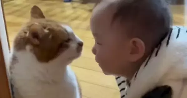 実家にいる『20歳の長寿猫』→生後10か月の赤ちゃんが遊びに来ると…可愛すぎる展開が15万再生「大先輩だね」「最高の組み合わせ」