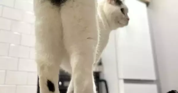 ネコを後ろから撮影→『おしり』を見てみると……『可愛すぎる模様』に１万いいね「大きくて綺麗」「ハッピーな1日を送れそうｗ」と反響