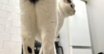 ネコを後ろから撮影→『おしり』を見てみると……『可愛すぎる模様』に１万いいね「大きくて綺麗」「ハッピーな1日を送れそうｗ」と反響