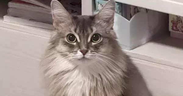 床に置いていたサプリメント→猫がやって来ると……想定外の『かわいい瞬間』に３万いいね「通っちゃうｗ」「おすすめあるかな」と反響