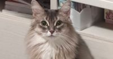 床に置いていたサプリメント→猫がやって来ると……想定外の『かわいい瞬間』に３万いいね「通っちゃうｗ」「おすすめあるかな」と反響