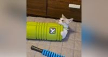 半年前は筋膜ローラーの中に入れていた子猫→『現在』……思わず笑ってしまう光景に「かわいすぎるｗ」「無限に見ていられるｗ」と反響