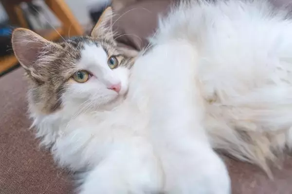 『抜け毛が多い』とされている猫種6選　それぞれの特徴や対策方法までご紹介