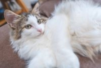 『抜け毛が多い』とされている猫種6選　それぞれの特徴や対策方法までご紹介