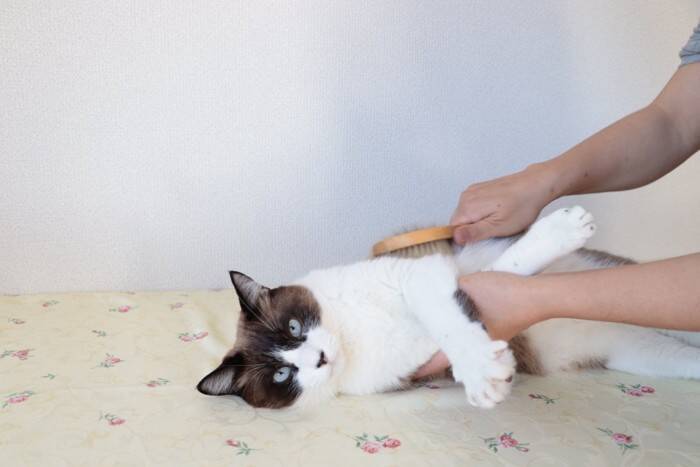 『抜け毛が多い』とされている猫種6選　それぞれの特徴や対策方法までご紹介
