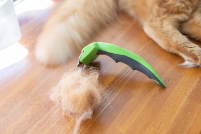 『抜け毛が多い』とされている猫種6選　それぞれの特徴や対策方法までご紹介
