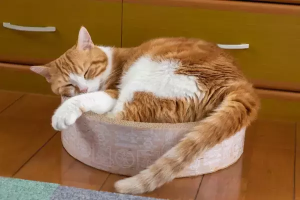 猫が『猫用ベッド』を使わない理由3選　睡眠に適していないかも？見直したいポイントまで