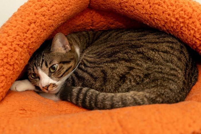 猫が『猫用ベッド』を使わない理由3選　睡眠に適していないかも？見直したいポイントまで