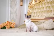猫界で有名な『超セレブな猫』3選　高収入を得ている理由や仕事内容もご紹介