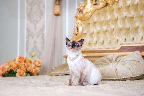 猫界で有名な『超セレブな猫』3選　高収入を得ている理由や仕事内容もご紹介