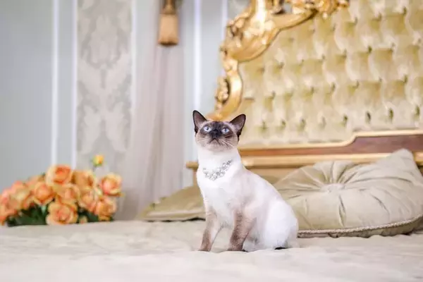 猫界で有名な『超セレブな猫』3選　高収入を得ている理由や仕事内容もご紹介
