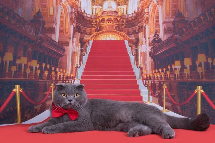 猫界で有名な『超セレブな猫』3選　高収入を得ている理由や仕事内容もご紹介