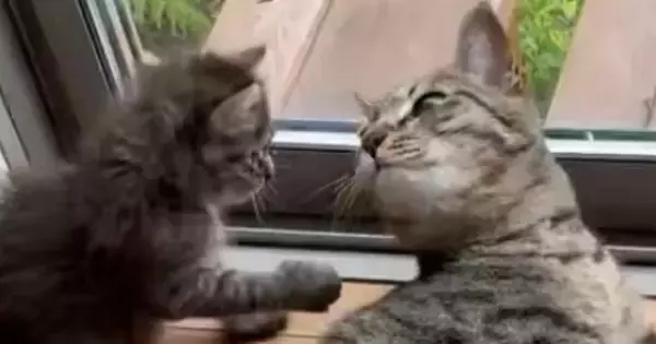 毛づくろいをし始めた先輩猫と子猫→おててに注目すると…予想外の『尊い光景』に１万いいね「動きがあってるねｗ」「ずっと見ていられる」