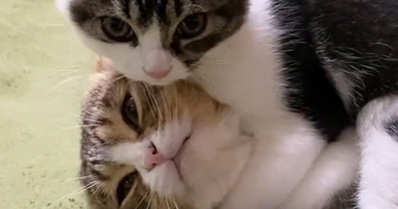 『仲良しな親子猫』のじゃれあいを見ていると…ほっこりするやり取りが35万再生「パパが弱くて可愛いｗ」「ヘッドロックされてて笑った」