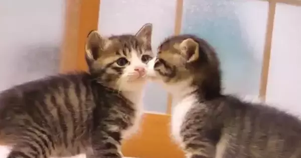 2匹の保護子猫→1匹がママの『膝の上』で甘え始めると…キュンとくる光景が19万再生「優しい気持ちになった」「なんて天使なんだろう」