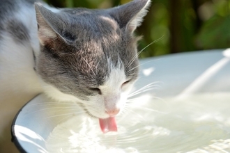 猫を喜ばせる『冷たい物』5選　暑い季節に効果的な活用法や注意点まで