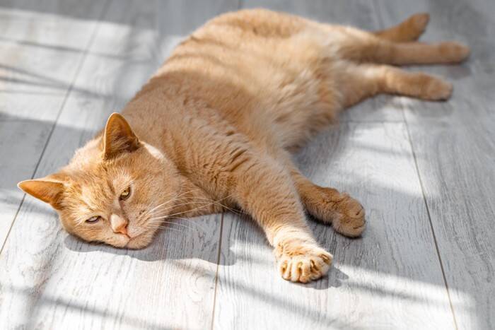 猫を喜ばせる『冷たい物』5選　暑い季節に効果的な活用法や注意点まで