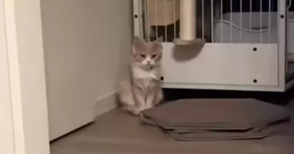 家にきて2日目、まだ納得していない様子だった子猫…4日目に見せた『まさかの光景』が206万再生「声出たｗｗ」「1年後とかかと思ったｗ」