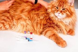 猫への『ワクチン接種』が欠かせない3つの理由　防げる病気の種類や知っておきたいことを解説