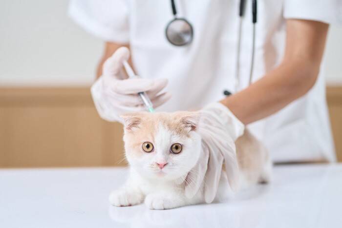 猫への『ワクチン接種』が欠かせない3つの理由　防げる病気の種類や知っておきたいことを解説